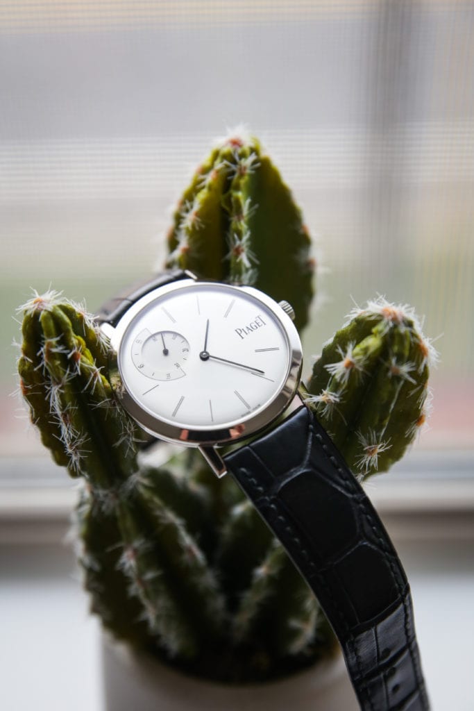 A Piaget sitting in a cactus